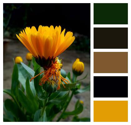 Marigold Flower Botany Image
