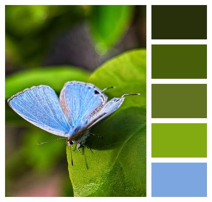 Butterfly Leaves Insect Image