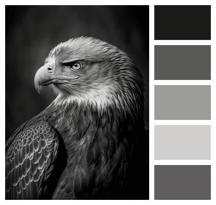 Eagle Animal Bird Image