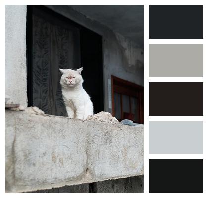 Mammal Feline Cat Image
