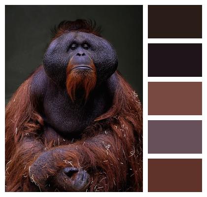 Ape Orangutan Primate Image