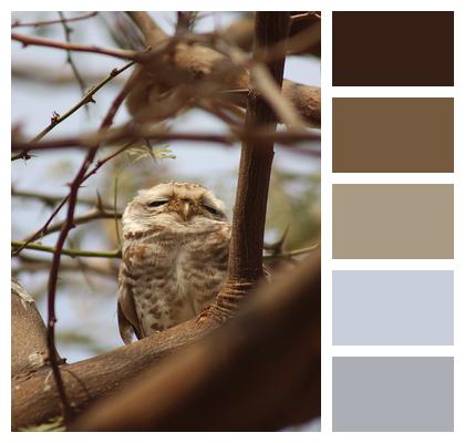 Ornithology Owl Bird Image