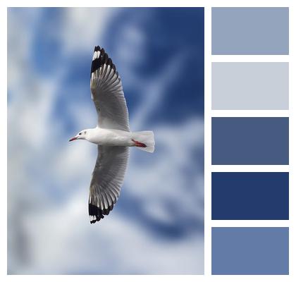 Bird Seagull Ornithology Image