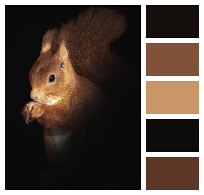 Rodent Animal Squirrel Image