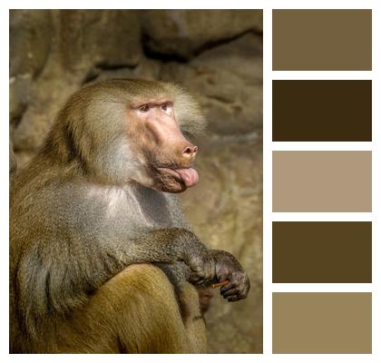 Primate Baboon Monkey Image