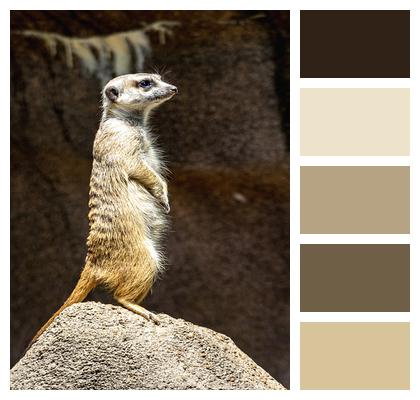 Meerkat Mammal Animal Image