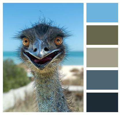 Smiling Bird Emu Image