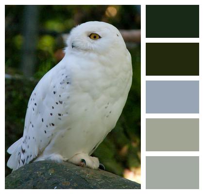 Ornithology Bird Owl Image