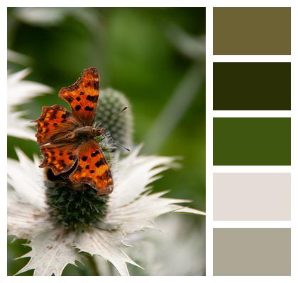 Insect Flower Butterfly Image