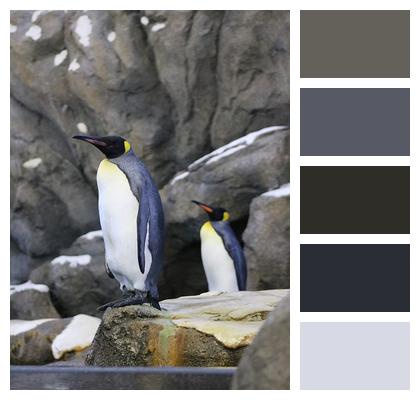 Penguins Mammal Birds Image