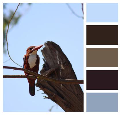 Kingfisher Ornithology Bird Image