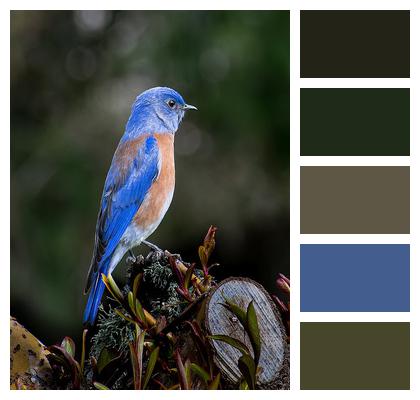 Bird Animal Bluebird Image