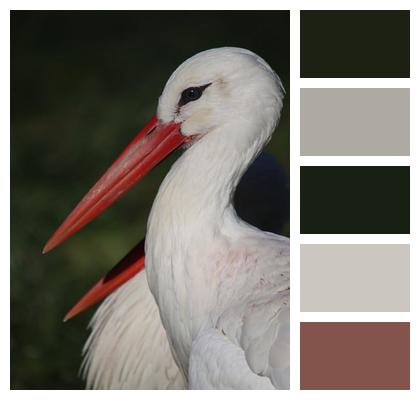 Animal Stork Bird Image