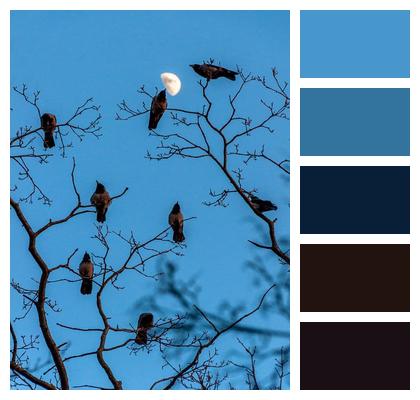 Birds Crows Tree Image