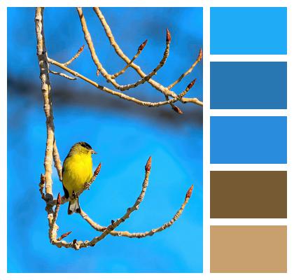 Bird Tree Goldfinch Image