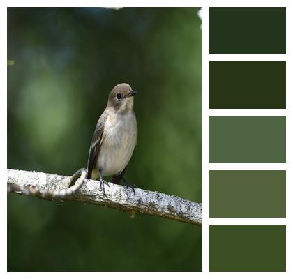 Migratory Nature Bird Image