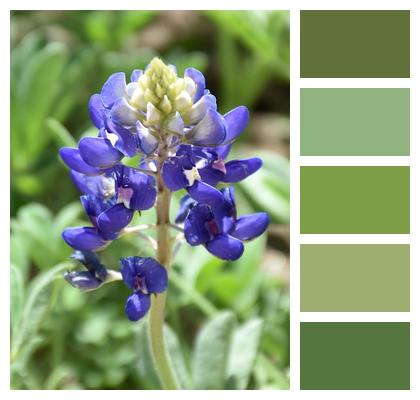 Plant Flowers Bluebonnet Image