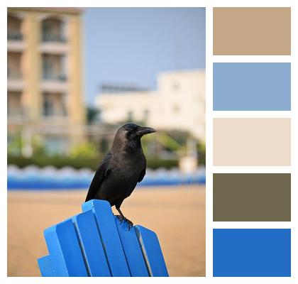 Beach Chair Crow Image