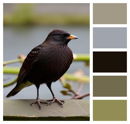 Animal Bird Starling Image