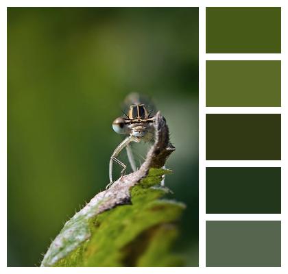 Bridesmaid Zygoptera Dragonfly Image