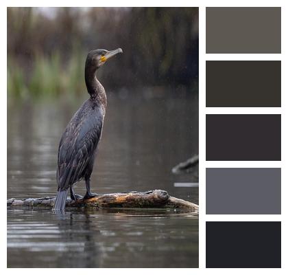 Cormorant Lake Waterbird Image