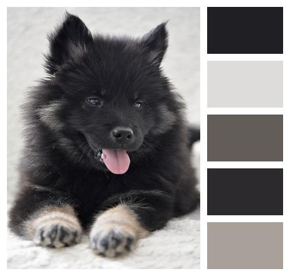 Puppy Eurasier Dog Image