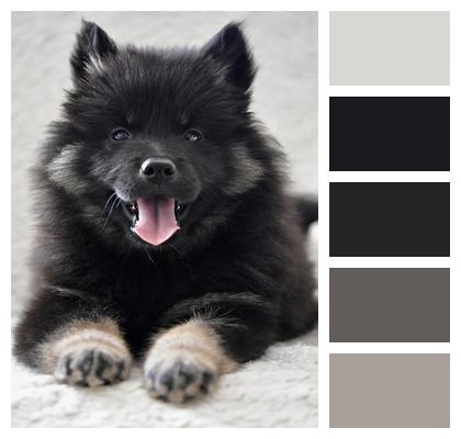 Dog Puppy Eurasier Image