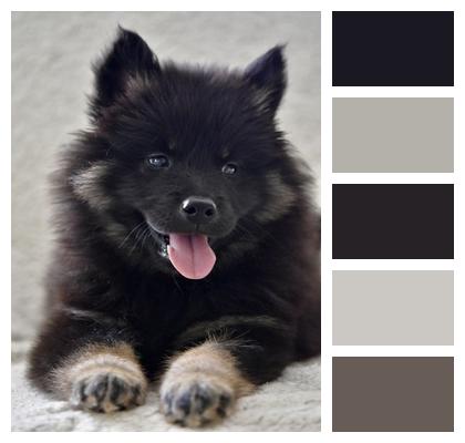 Eurasier Dog Puppy Image