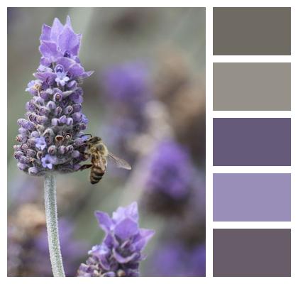 Pollination Honeybee Lavender Image