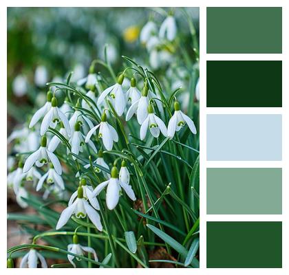 Spring Snowdrop Flower Image