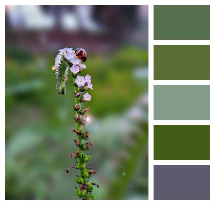 Pollination Botany Flower Image