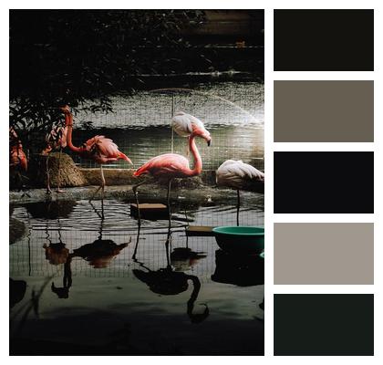 Dark Flamingoes Nature Light Image