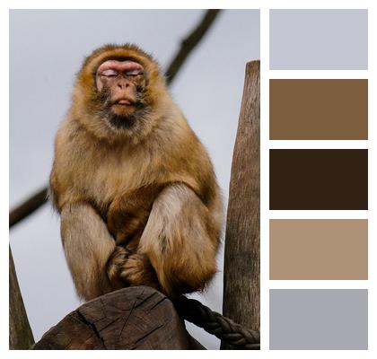 Animal Mammal Monkey Image