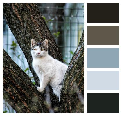 Tree Spring Cat Image