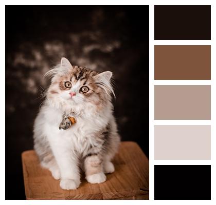 Feline Cat Pet Image