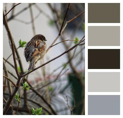 Animal Bird Sparrow Image
