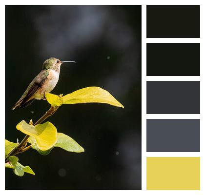 Yellow Branch Hummingbird Image
