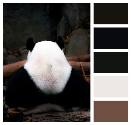 Singapore Panda Zoo Image