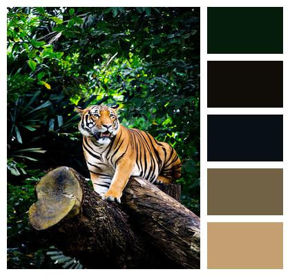 Tiger Forest Standing Image
