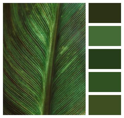 Texture Plant Leaf Image
