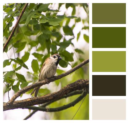 Willow Sparrow Bird Image