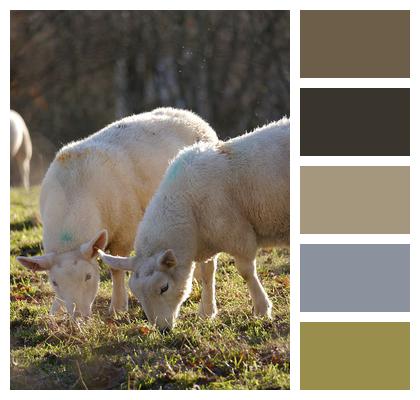 Animals Livestock Sheep Image