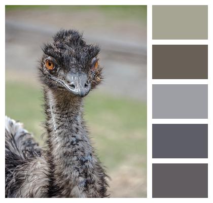 Bird Emu Nature Image