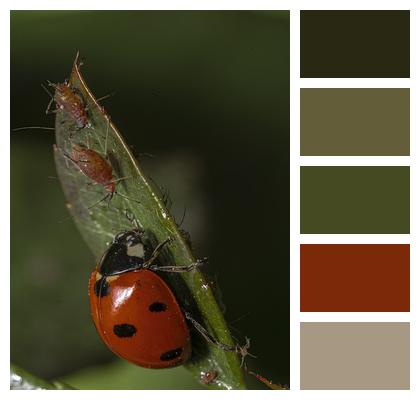 Insect Ladybug Entomology Image