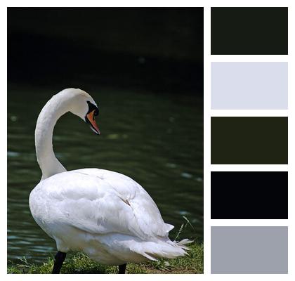 Swan Ornithology Bird Image