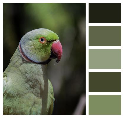 Parrot Bird Ornithology Image