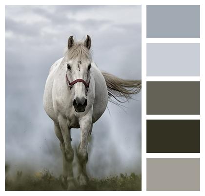 Horse Equine Stallion Image