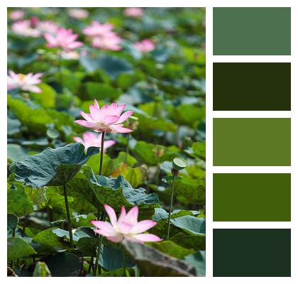 Flowers Pond Lotus Image