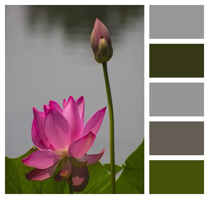 Lotus Plant Flower Image