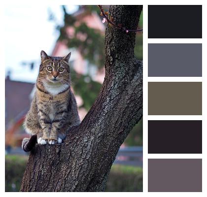 Feline Cat Tree Image